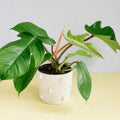 Philodendron Squamiferum_tizardin.mu