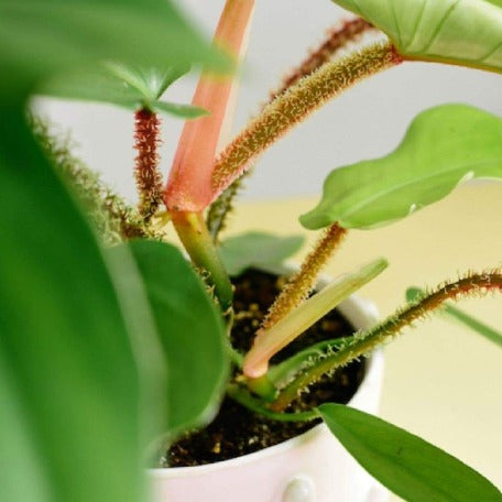 Philodendron Squamiferum - tizardin.mu