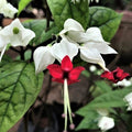 White Bleeding Heart_tizardin.mu