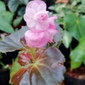 Begonia Wax _Pink Double flower_tizardin.mu