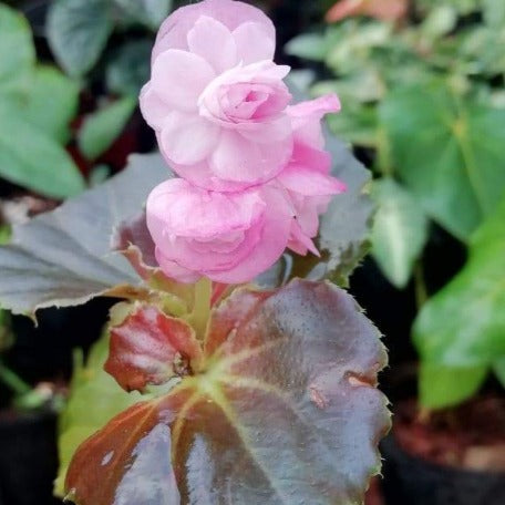 Begonia Wax _Pink Double flower_tizardin.mu