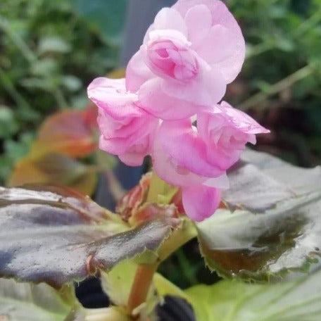 Begonia Wax _Pink Double flower_tizardin.mu