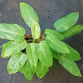 Philodendron_Dwarf_tizardin.mu