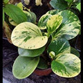 Peperomia Variegated_tizardin.mu