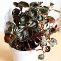 Peperomia_Metallica_tizardin.mu
