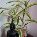 Lucky Bamboo Variegated_tizardin.mu