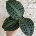 Peperomia_Geogenanthus Poeppigii_tizardin.mu