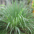 Citronella Plant_tizardin.mu