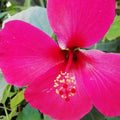 Hibiscus Fuscia_tizardin.mu