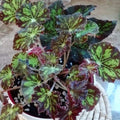 Begonia Rex Putz_tizardin.mu