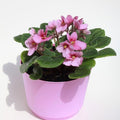 African Violet_pink_tizardin.mu
