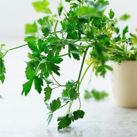 Parsley - Persil plant in Mauritius for sale at tizardin.mu as from Rs5- Buy now from your plant nursery in Mauritius aromatic plant herb 