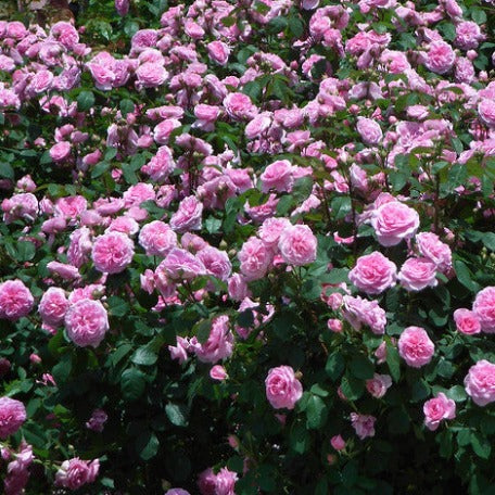 rose_bush_pink_tizardin.mu