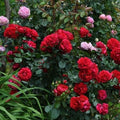 rose_bush_red_tizardin.mu