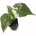Alocasia Elephant Ear Variegated - tizardin.mu