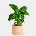 Calathea Zebrina by tizardin.mu