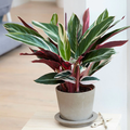 Calathea triostar plant 