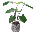 Alocasia Xanthosoma sagittifolium_tizardin.mu